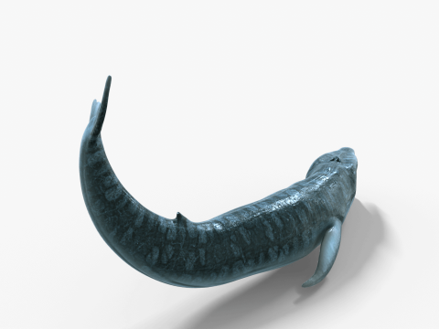 Realistic Blue Whale Rigged 3D Model