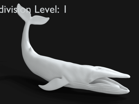 Realistic Blue Whale Rigged 3D Model