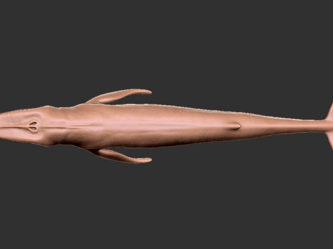 Realistic Blue Whale Rigged 3D Model