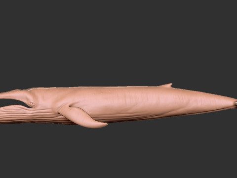 Realistic Blue Whale Rigged 3D Model