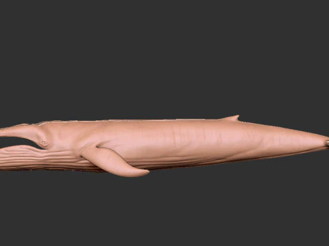 Realistic Blue Whale Rigged 3D Model