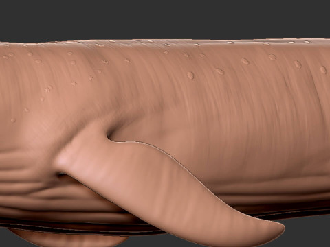 Realistic Blue Whale Rigged 3D Model
