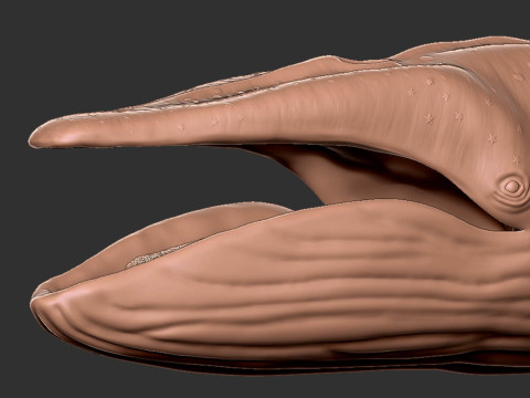 Realistic Blue Whale Rigged 3D Model