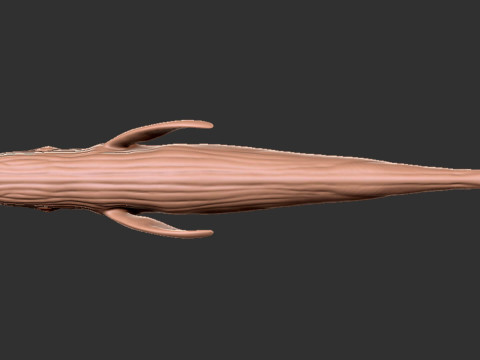 Realistic Blue Whale Rigged 3D Model