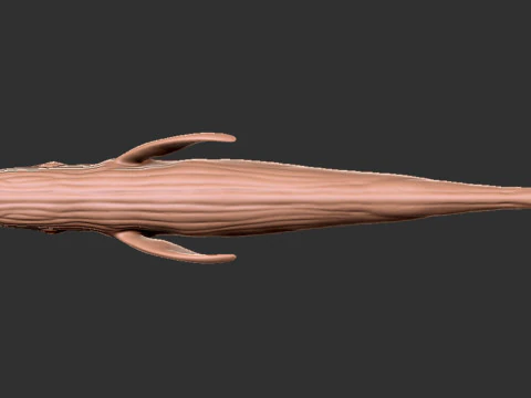 Realistic Blue Whale Rigged 3D Model