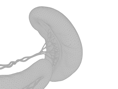 Detailed Human Pancreas and Kidney 3D Model