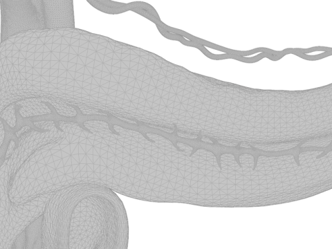 Detailed Human Pancreas and Kidney 3D Model