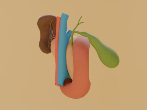 Detailed Human Pancreas and Kidney 3D Model