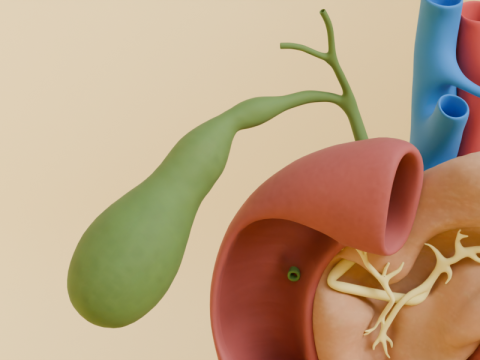 Detailed Human Pancreas and Kidney 3D Model