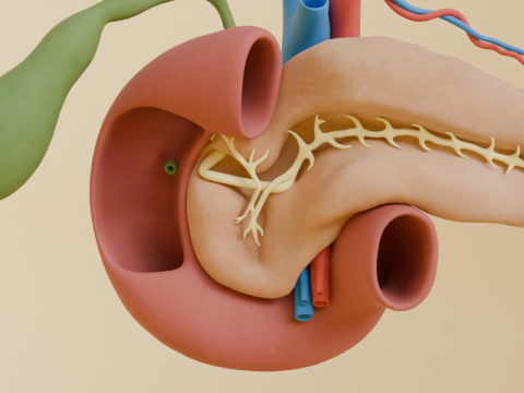 Detailed Human Pancreas and Kidney 3D Model