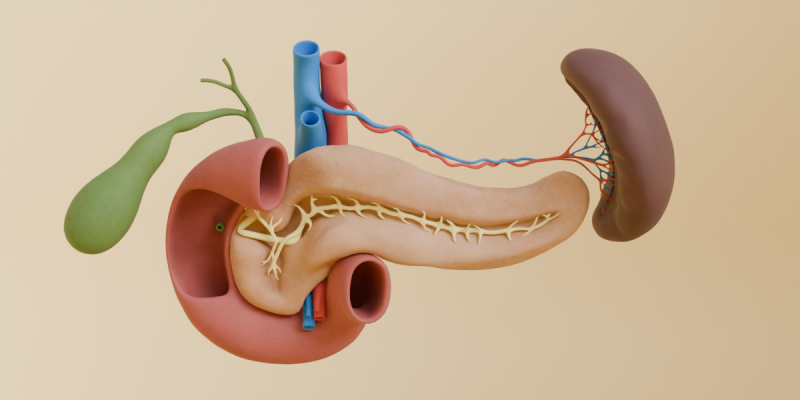 Detailed Human Pancreas and Kidney 3D Model .c4d .max .obj .3ds .fbx .stl .blend