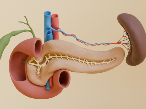 Detailed Human Pancreas and Kidney 3D Model