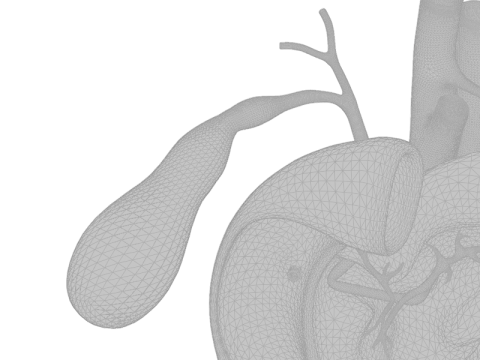Detailed Human Pancreas and Kidney 3D Model