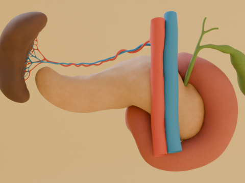 Detailed Human Pancreas and Kidney 3D Model