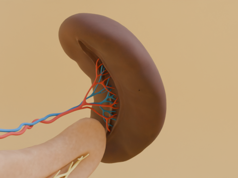 Detailed Human Pancreas and Kidney 3D Model