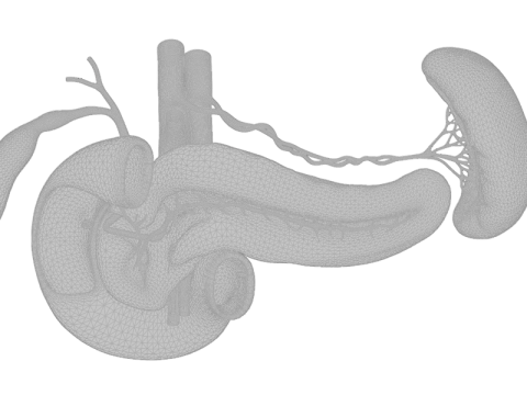Detailed Human Pancreas and Kidney 3D Model