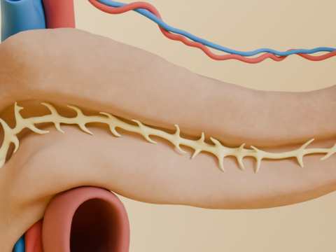 Detailed Human Pancreas and Kidney 3D Model