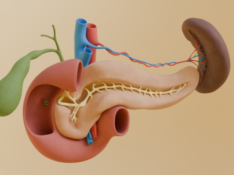 Detailed Human Pancreas and Kidney 3D Model