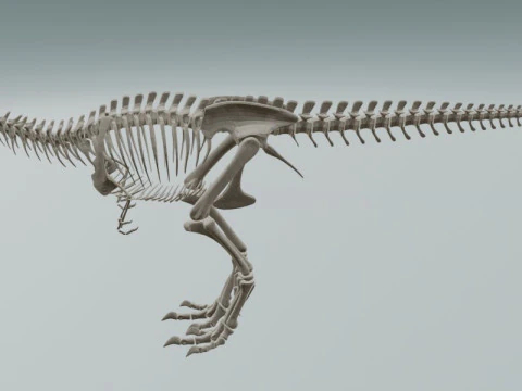 Realistisch T-Rex dinosaurusskelet 3D Model