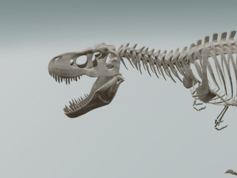 Реалістичний скелет динозавра T-Rex 3D Модель