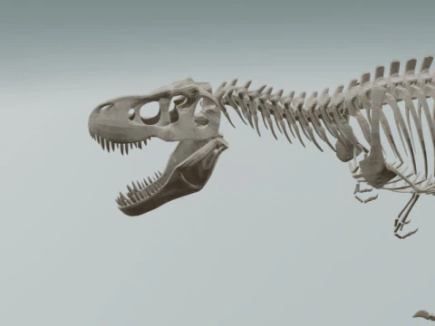 Realistic T-Rex Dinosaur Skeleton 3D Model