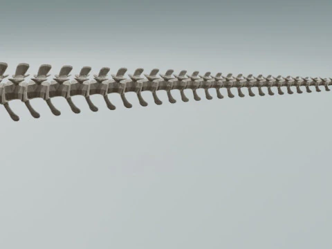 Realistic T-Rex Dinosaur Skeleton 3D Model