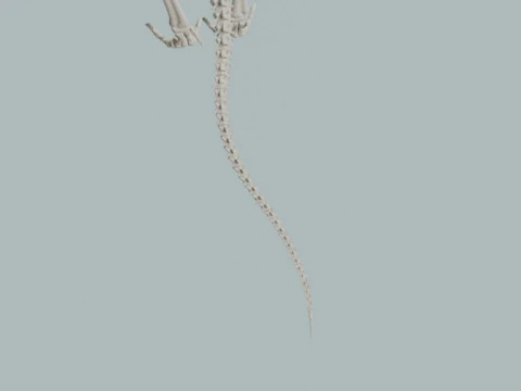 Realistic T-Rex Dinosaur Skeleton 3D Model