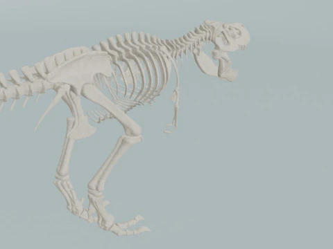 Realistic T-Rex Dinosaur Skeleton 3D Model