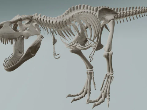 Realistic T-Rex Dinosaur Skeleton 3D Model