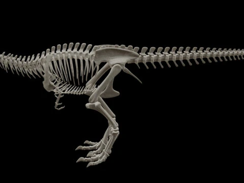 Realistic T-Rex Dinosaur Skeleton 3D Model