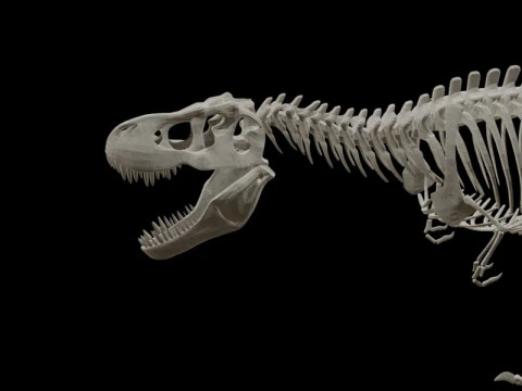 Realistic T-Rex Dinosaur Skeleton 3D Model