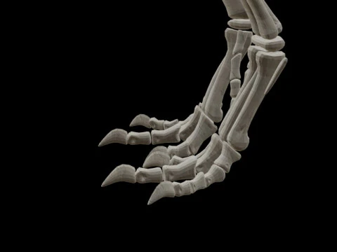 Realistic T-Rex Dinosaur Skeleton 3D Model