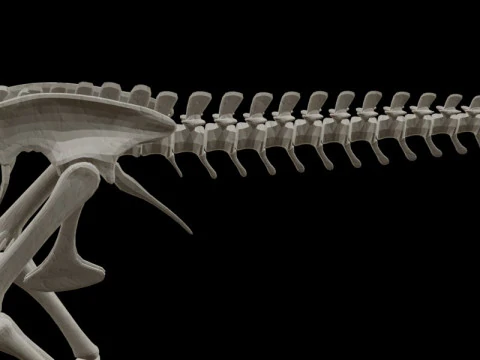 Realistic T-Rex Dinosaur Skeleton 3D Model