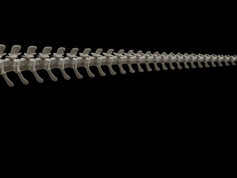 Реалістичний скелет динозавра T-Rex 3D Модель