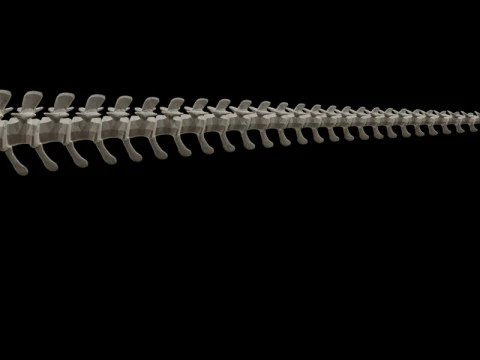 Realistic T-Rex Dinosaur Skeleton 3D Model