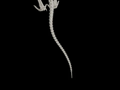 Realistic T-Rex Dinosaur Skeleton 3D Model