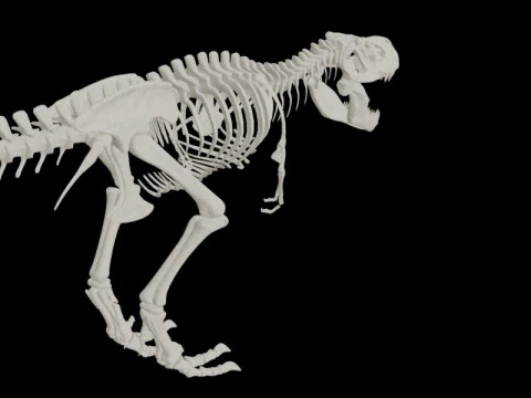 Realistic T-Rex Dinosaur Skeleton 3D Model