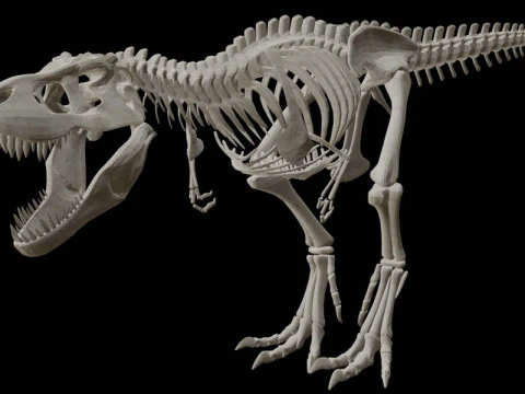 Realistic T-Rex Dinosaur Skeleton 3D Model
