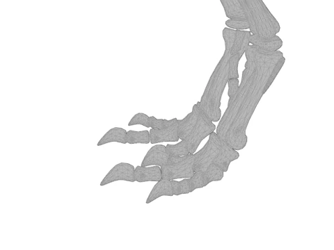 Realistic T-Rex Dinosaur Skeleton 3D Model