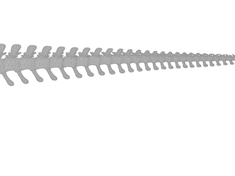 Realistic T-Rex Dinosaur Skeleton 3D Model