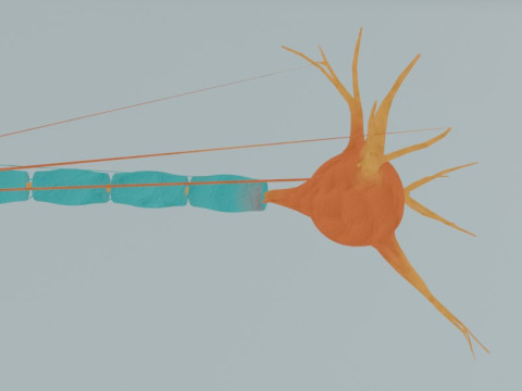 Anatomia detalhada das células nervosas de células neuronais realistas Modelo 3D