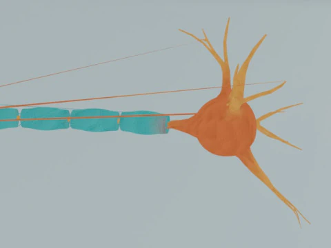 Realistic Neuron Cell Detailed Nerve Cell Anatomy 3D Model
