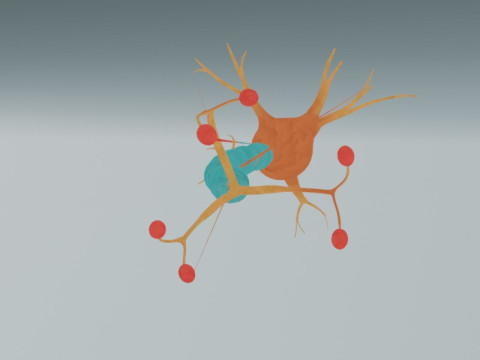 Anatomia detalhada das células nervosas de células neuronais realistas Modelo 3D