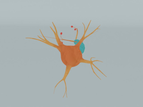 Anatomia detalhada das células nervosas de células neuronais realistas Modelo 3D