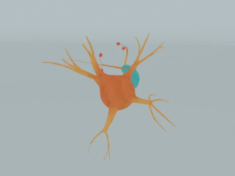 Realistic Neuron Cell Detailed Nerve Cell Anatomy 3D Model