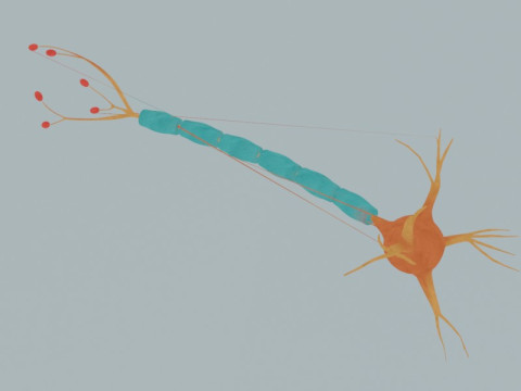 Anatomia detalhada das células nervosas de células neuronais realistas Modelo 3D