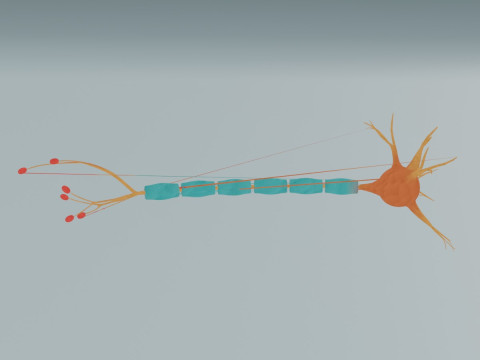 Gerçekçi Nöron Hücresi Detaylı Sinir Hücresi Anatomisi 3D Model