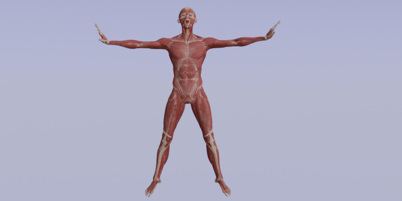 Anatomía Del Músculo Humano Realista Estructura Anatómica De Cuerpo Completo Modelo 3D .c4d .max .obj .3ds .fbx .stl .blend 