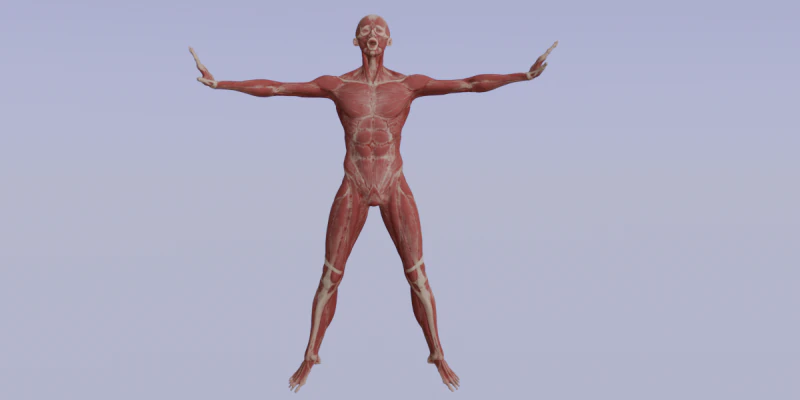 Struktur Anatomi Tubuh Penuh Anatomi Otot Manusia yang Realistis Model 3D .c4d .max .obj .3ds .fbx .stl .blend 