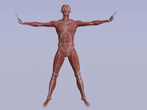 Realistic Human Muscle Anatomy Full Body Anatomical Structure 3D Model